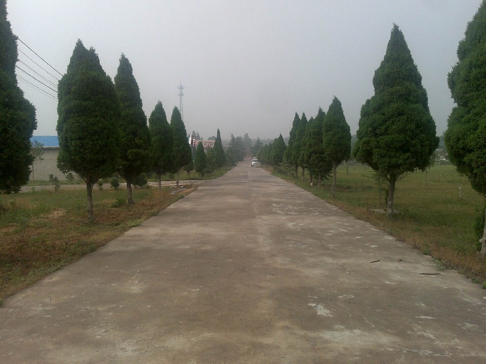廠區(qū)道路